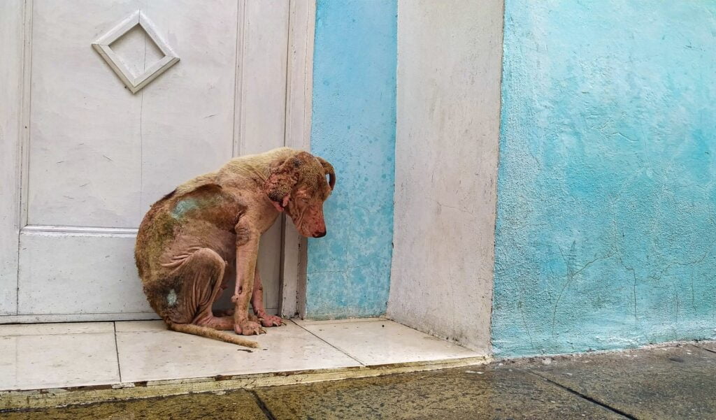 cuba maltrato animal