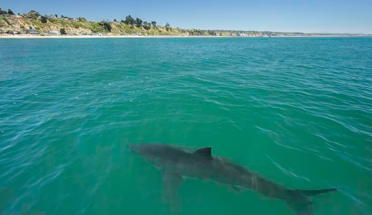 Tiburón en el mar cerca de la costa