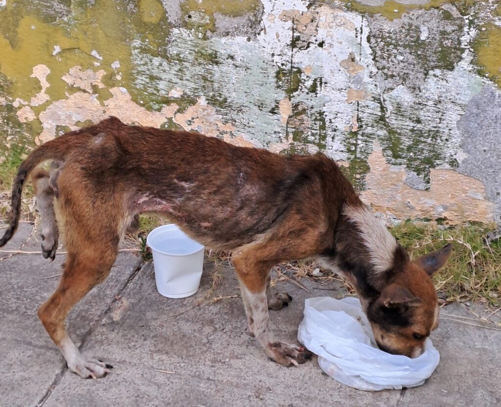 447954070 26887999247466220 2236796142466492132 n