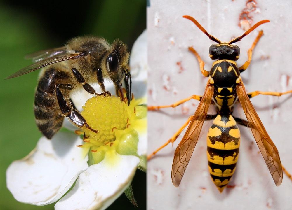cual es la diferencia entre avispa y abeja orig