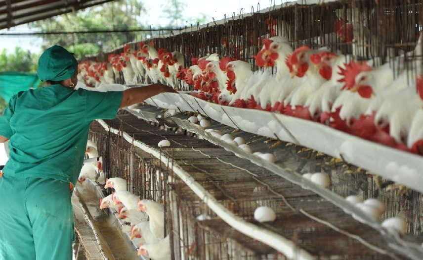 vega grande pollera 856x525 1