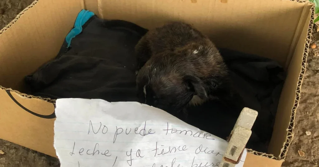 Conmoción en La Habana por un cachorro abandonado que necesita cuidados especiales