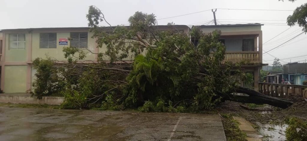 Árbol caído frente a edificio después de tormenta