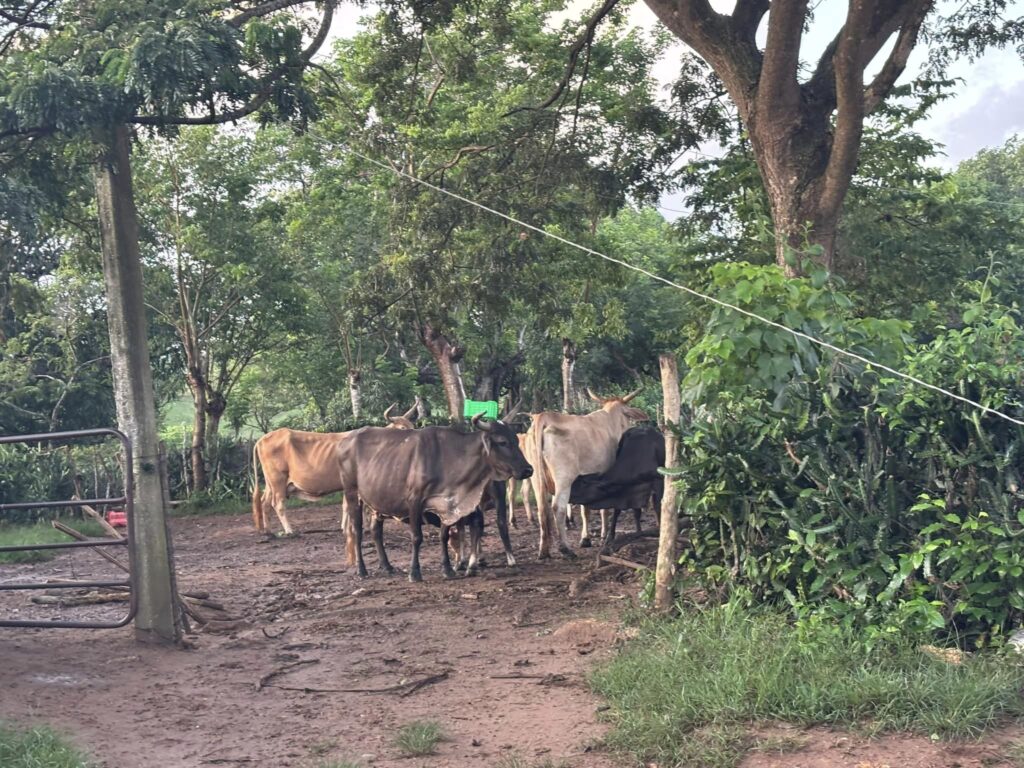 Ganado vacuno en un entorno rural verde
