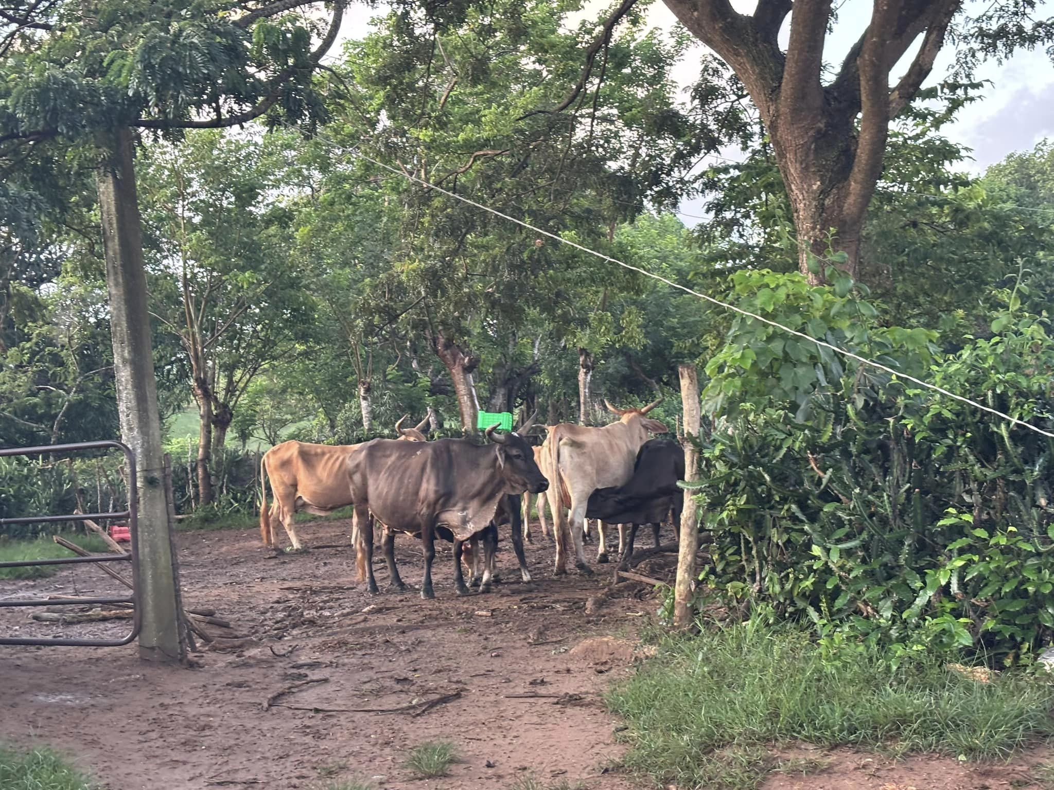 Ganado vacuno en un entorno rural verde
