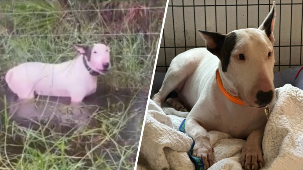 Perro bull terrier en agua y sobre manta.