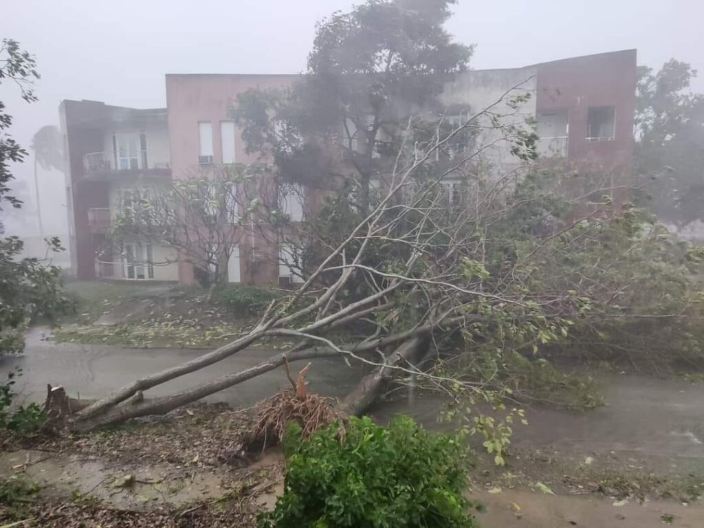 Árbol caído delante de edificios en día brumoso
