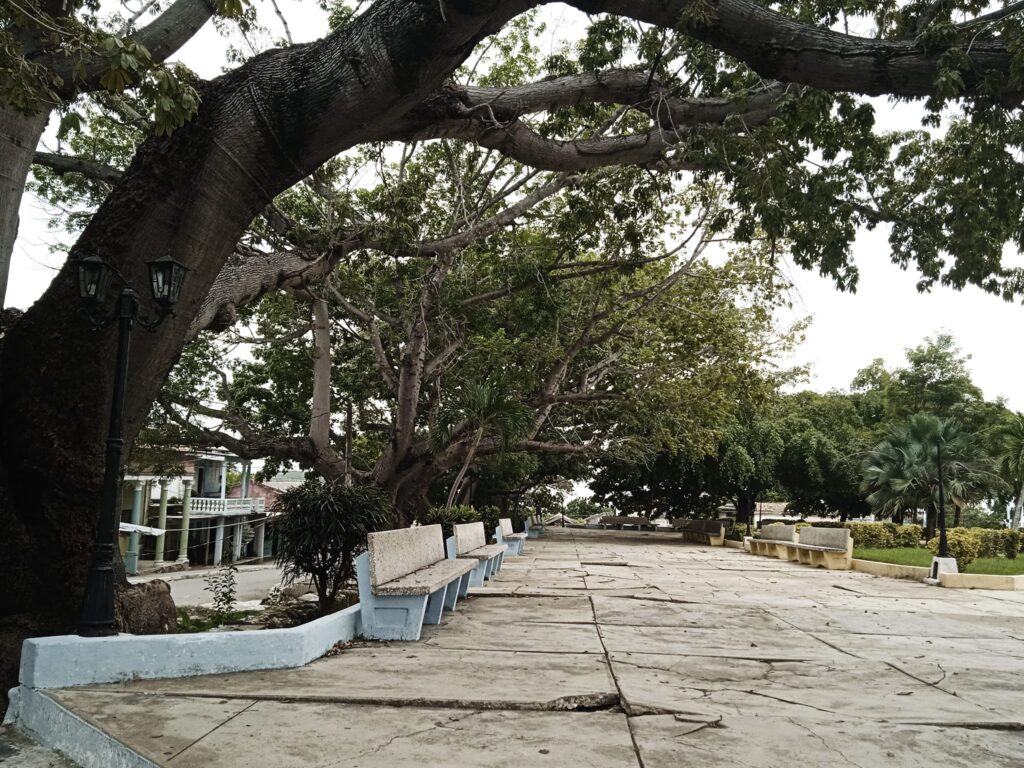 Caminos empedrados y árboles frondosos en parque tranquilo