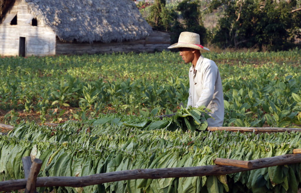 Campesino recolectando hojas de tabaco en campo