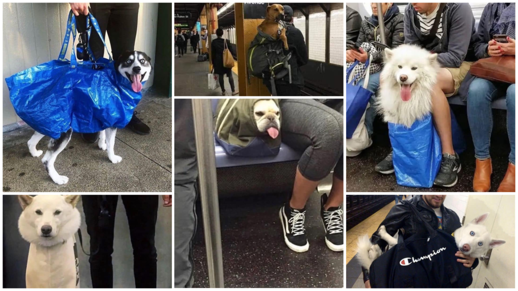 Perros en bolsas de transporte en transporte público