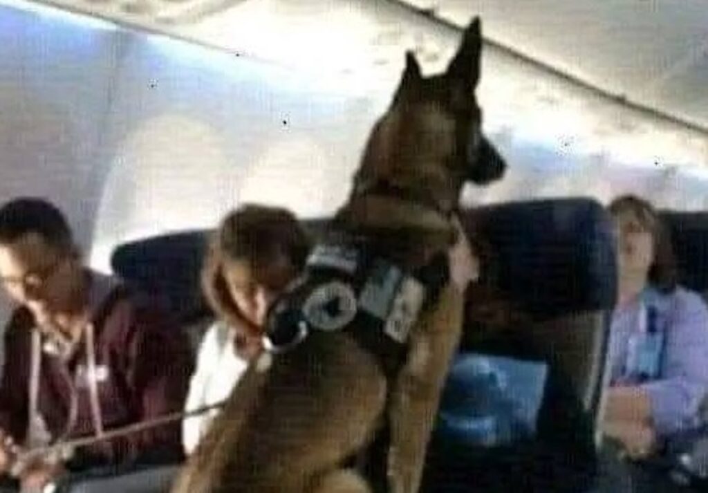Perro policía en avión con agente