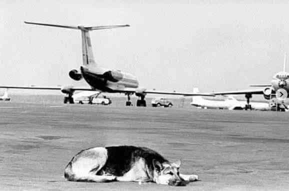 Perro tumbado en pista de aeropuerto con aviones.