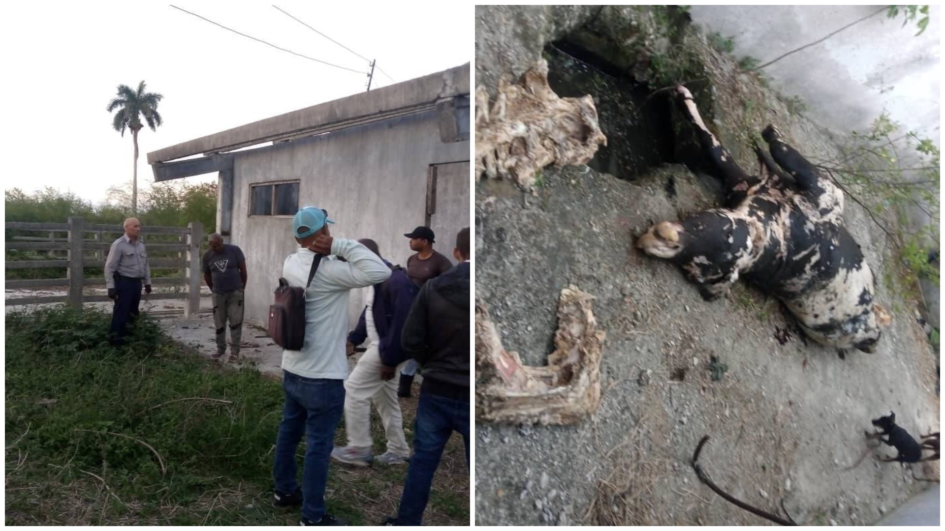 Grupo en granja, vaca fallecida en suelo