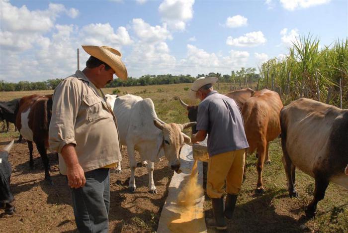 Agricultores alimentando ganado en campo abierto