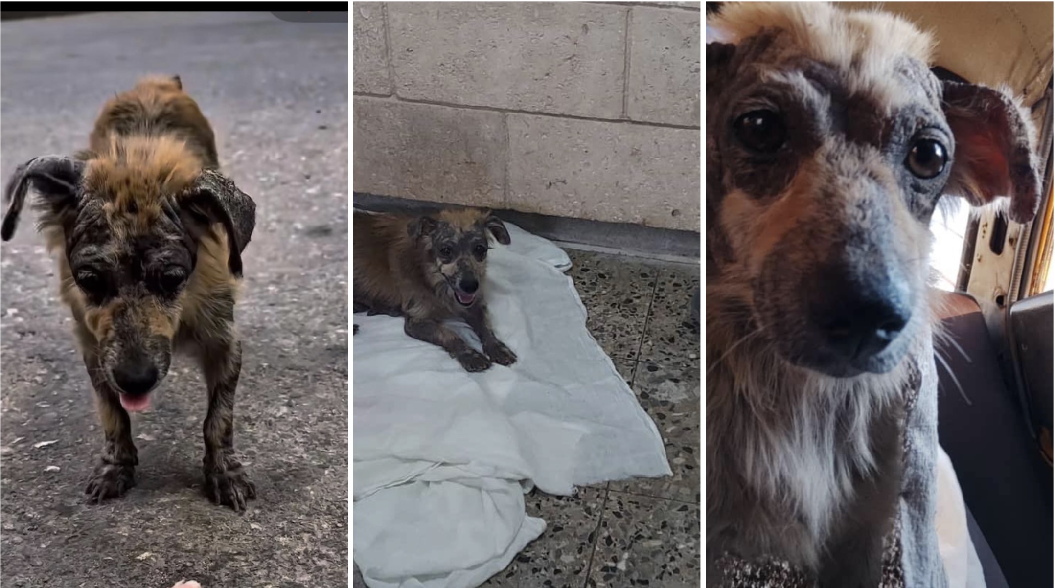 Perro callejero rescatado en proceso de recuperación.