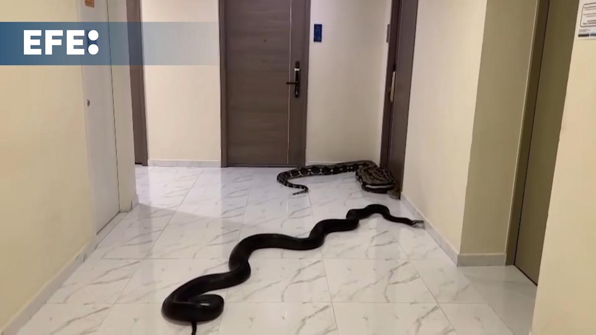 Serpiente en un pasillo de edificio