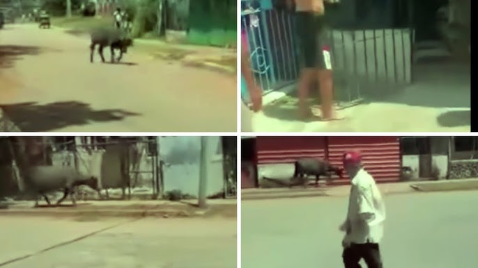 Búfalo suelto en calles urbanas.