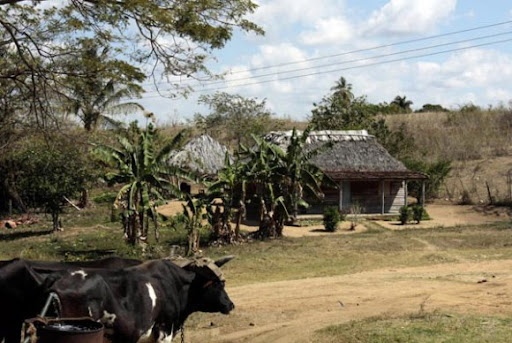 Casa rural con vacas y árboles