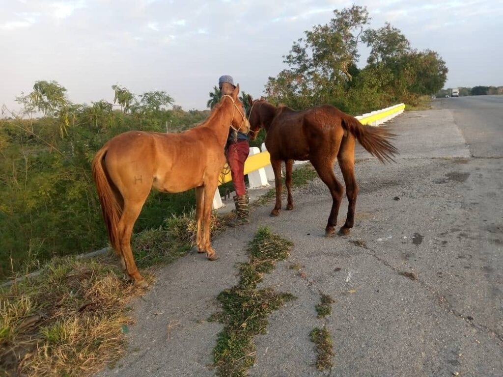 Persona con dos caballos junto a la carretera.