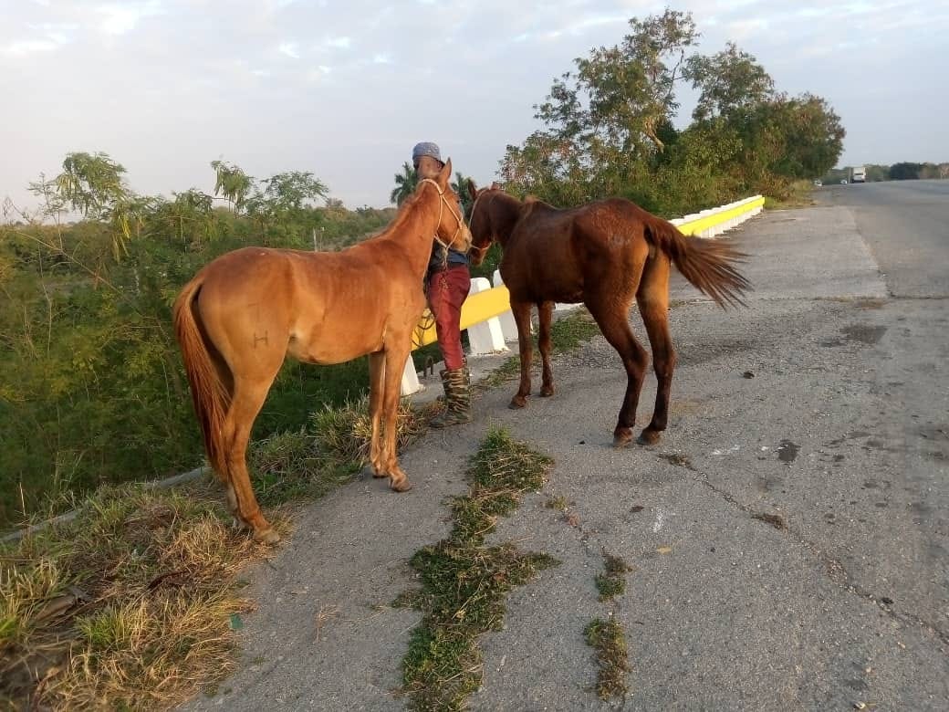 Persona con dos caballos junto a la carretera.
