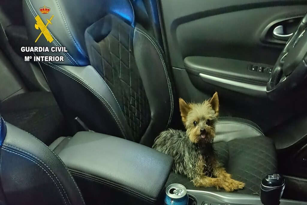 Perro pequeño en el asiento de un coche