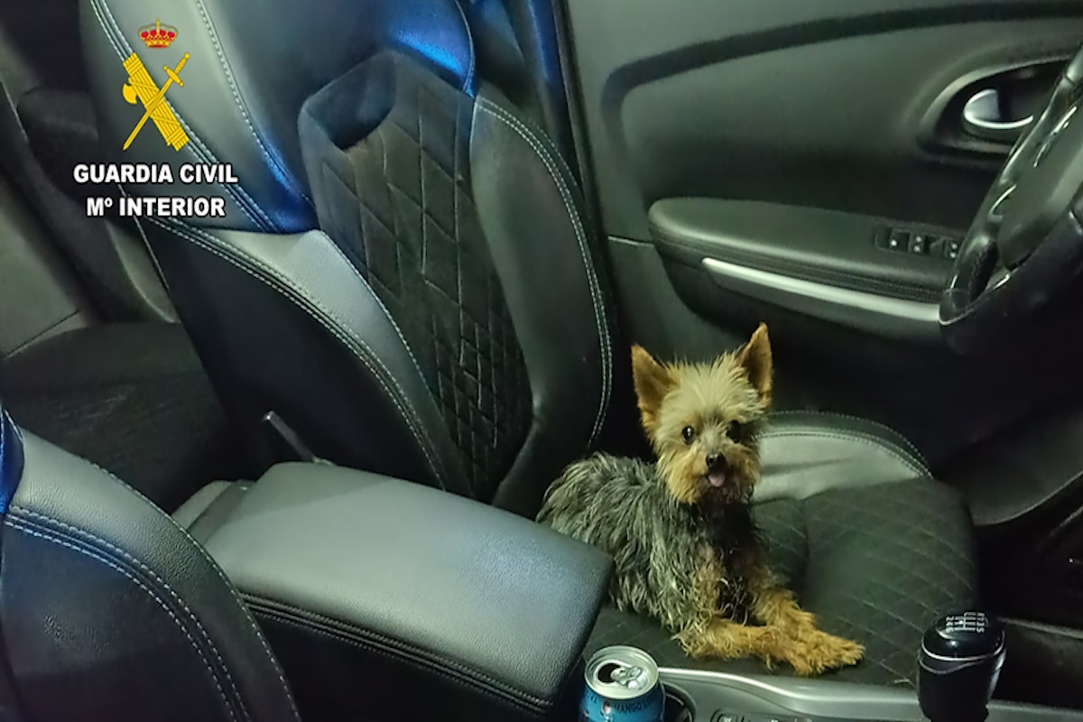 Perro pequeño en el asiento de un coche