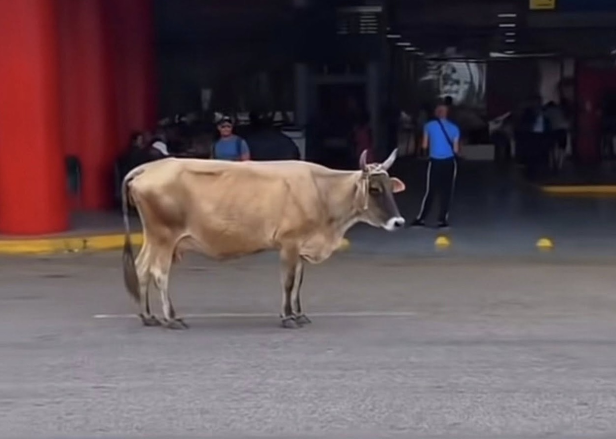 noticias,cuba,eeuu,españa,noticias de cuba hoy,noticias de cuba en miami hoy,noticias de cuba hoy actualizadas,noticias de estados unidos,noticias de estados unidos hoy,noticias de estados unidos sobre venezuela,noticias de estados unidos en vivo,noticias de mundo,ultima hora,periodico cubano noticias de cuba,noticias de cuba,noticias de cuba hoy prensa independiente,noticias de cuba hoy actualizadas,noticias de cuba en miami,noticias de cuba y mexico,noticias de cuba de ultima hora,cubanos por el mundo,cubanos por el mundo últimas noticias,cubanos por el mundo otaola,cubanos por el mundo - live,cubanos por el mundo instagram,cubanos por el mundo facebook,cubanos por el mundo - youtube