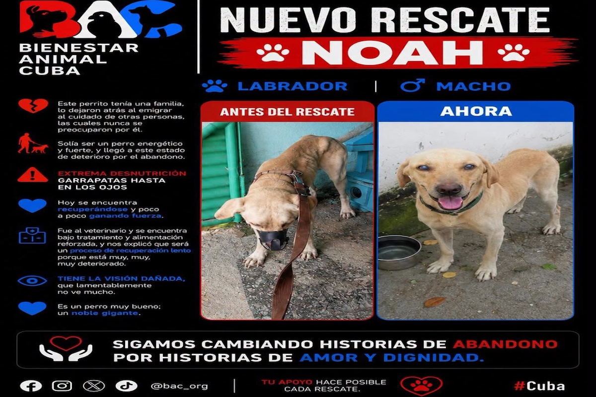 noticias,cuba,eeuu,españa,noticias de cuba hoy,noticias de cuba en miami hoy,noticias de cuba hoy actualizadas,noticias de estados unidos,noticias de estados unidos hoy,noticias de estados unidos sobre venezuela,noticias de estados unidos en vivo,noticias de mundo,ultima hora,periodico cubano noticias de cuba,noticias de cuba,noticias de cuba hoy prensa independiente,noticias de cuba hoy actualizadas,noticias de cuba en miami,noticias de cuba y mexico,noticias de cuba de ultima hora,cubanos por el mundo,cubanos por el mundo últimas noticias,cubanos por el mundo otaola,cubanos por el mundo - live,cubanos por el mundo instagram,cubanos por el mundo facebook,cubanos por el mundo - youtube