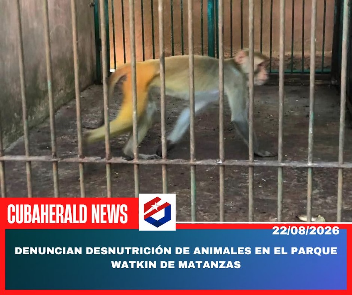noticias,cuba,eeuu,españa,noticias de cuba hoy,noticias de cuba en miami hoy,noticias de cuba hoy actualizadas,noticias de estados unidos,noticias de estados unidos hoy,noticias de estados unidos sobre venezuela,noticias de estados unidos en vivo,noticias de mundo,ultima hora,periodico cubano noticias de cuba,noticias de cuba,noticias de cuba hoy prensa independiente,noticias de cuba hoy actualizadas,noticias de cuba en miami,noticias de cuba y mexico,noticias de cuba de ultima hora,cubanos por el mundo,cubanos por el mundo últimas noticias,cubanos por el mundo otaola,cubanos por el mundo - live,cubanos por el mundo instagram,cubanos por el mundo facebook,cubanos por el mundo - youtube
