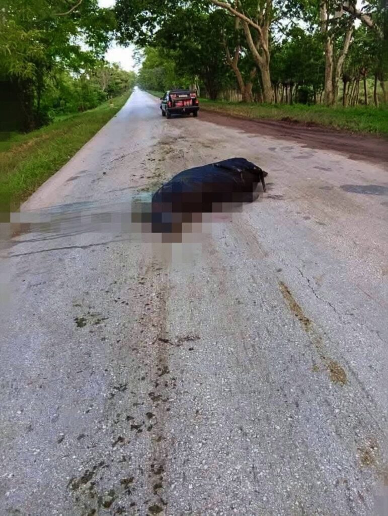 Animal grande atropellado en medio de una carretera rural.