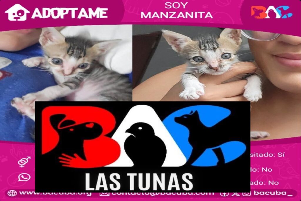 Gatita Manzanita busca hogar, campaña de adopción BAC Las Tunas.
