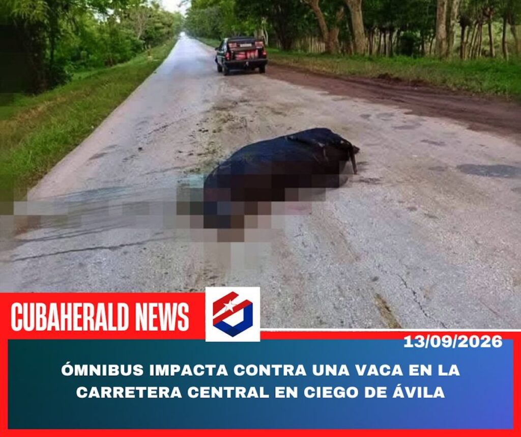 Vaca tendida en carretera tras colisión con un ómnibus.